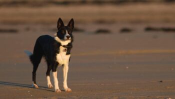 Hundestraende Frankreich Ben