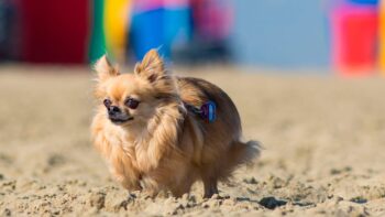 Ein Hund am Hundestrand in Frankreich in D