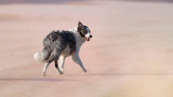 Ein weiter unberuehrter Hundestrand in Frankreich