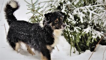 Ein mobiles Leben im Bauwagen mit Hund