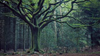 Ein Wald in Brocéliande als Spielort eines Dupin Krimi Foto Emmanuel Berthier