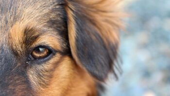 Kurz nach der Einreise in Italien mit Hund zum Camping