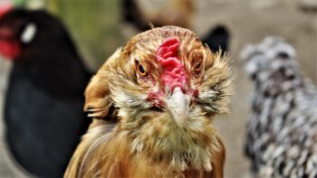 Ein Huhn vor einem Bauwagen