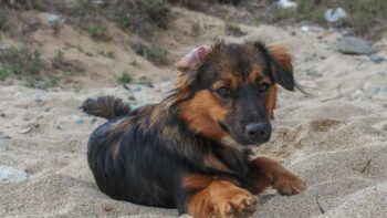 Ein entspannter Hund beim Camping in Italien