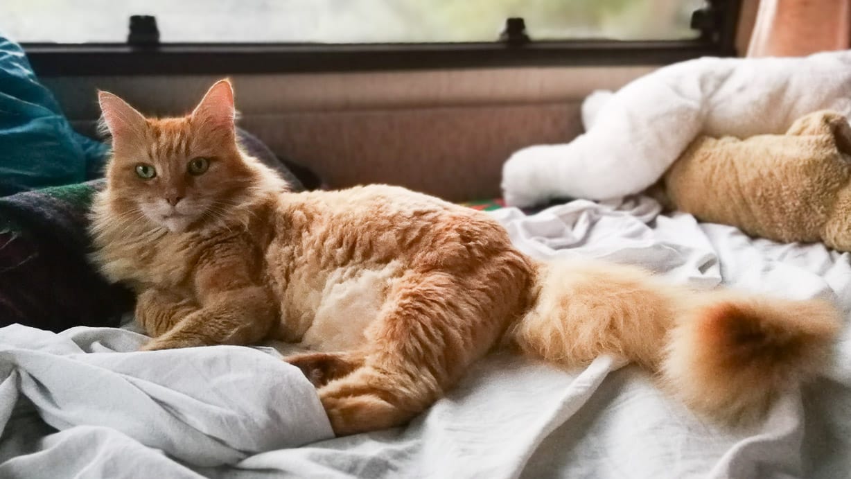 Ein bequemer Platz fuer die Katze beim Camping im Wohnmobil