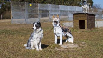 Hunde am Point Alpha in der Rhoen