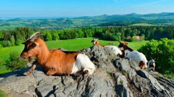 Ausblick vom Berg Wachtkueppel in der Rhoen