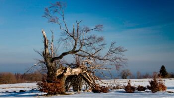 Wilde Natur in Hochrhoen