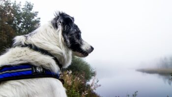 Mit dem Hund unterwegs im Rotes Moor in Rhoen