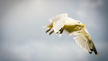 Die Moewen in der Bretagne haben eine besondere Bedeutung fuer Krimifans