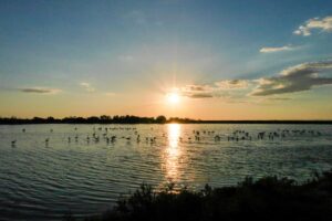 Camargue wilde Flamingos