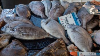 Fisch auf den Märkten in Frankreich