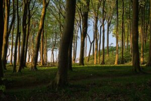 Mecklenburg Vorpommern Wald 1