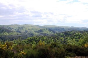 Pfaelzerwald Luftaufnahme