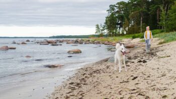 Camping in Skandinavien mit Hund am Strand