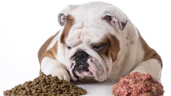 Barfen unterwegs für den Hund