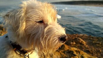 Camping Urlaub Hund Portugal Listenhund