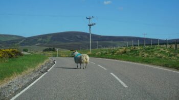 Ein Schaf auf der Strasse in Schottland