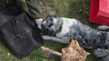 Beschaeftigung Hunde Objekte suchen