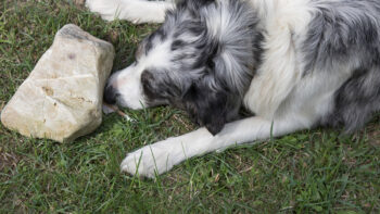 Suche nach Gegenständen als Beschäftigung für Hunde