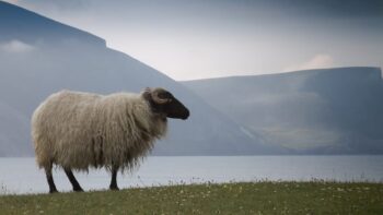 Ein Schaf auf Achill Island in Irland