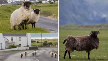 Zahlreiche Schafe in Irland