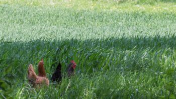 Camping auf dem Bauernhof mit Hühnern