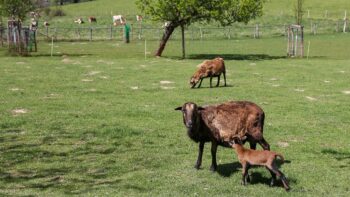 Ziegen und Schafe beim Camping auf dem Bauernhof