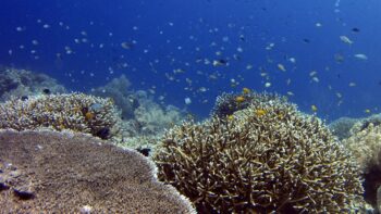 Im Aquarium beim Camping mit Kind in Nouvelle Aquitaine