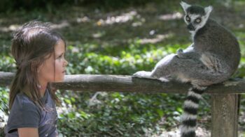 Im Affenpark beim Camping mit Kind in Nouvelle Aquitaine