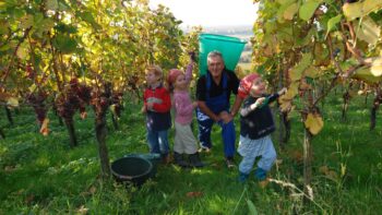 Winzer beim Herbsten an der Badische Weinstrasse