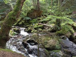 Die Natur im Südschwarzwald beim Camping im Schwarzwald