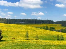 Blühende Natur beim Camping im Schwarzwald