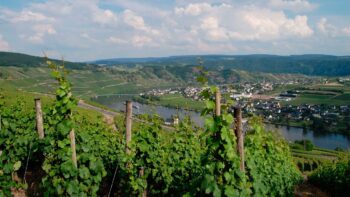 Die Landschaft der Mosel an der Moselweinstrasse