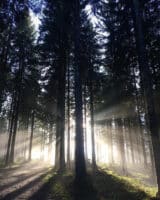 Sonne im Wald beim Camping im Schwarzwald