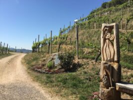 Wein-Landschaft zum Radfahren und Camping am Oberrhein