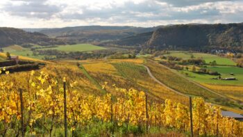 Weinberge an der Saar Riesling Strasse - Christiane Heinen Mosellandtouristik