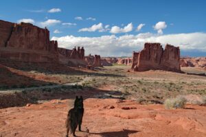 Mit Hund im Wohnmobil auf Weltreise