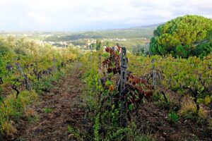 Aussicht vom Stellplatz auf Weingut in Toskana