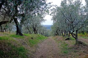 Olivenbäume auf italienreise mit Camping in der Toskana