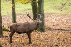 Wildpark Dillenburg einer der Geheimtipps für Campingregionen in Deutschland