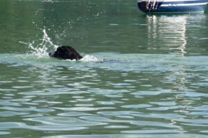 Camping mit Hund in Österreich - Hund badet im See