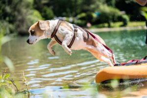 Camping mit Hund See Oesterreich Murinsel 1