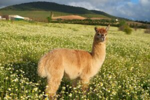 Alpakas bei Suryalila in Andalusien