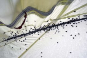 Camping Mythen Insekten