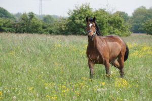 Camping mit Pferd auf einer Weide