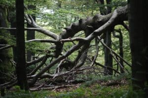 Blick in den Wald in Vogelsberg bei einer Campingtour