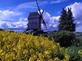 Bockwindmühle in Zierau