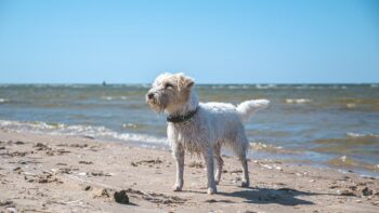 Hund am Strand