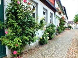Rosenstöcke vor einem Fachwerkhaus in Kalbe